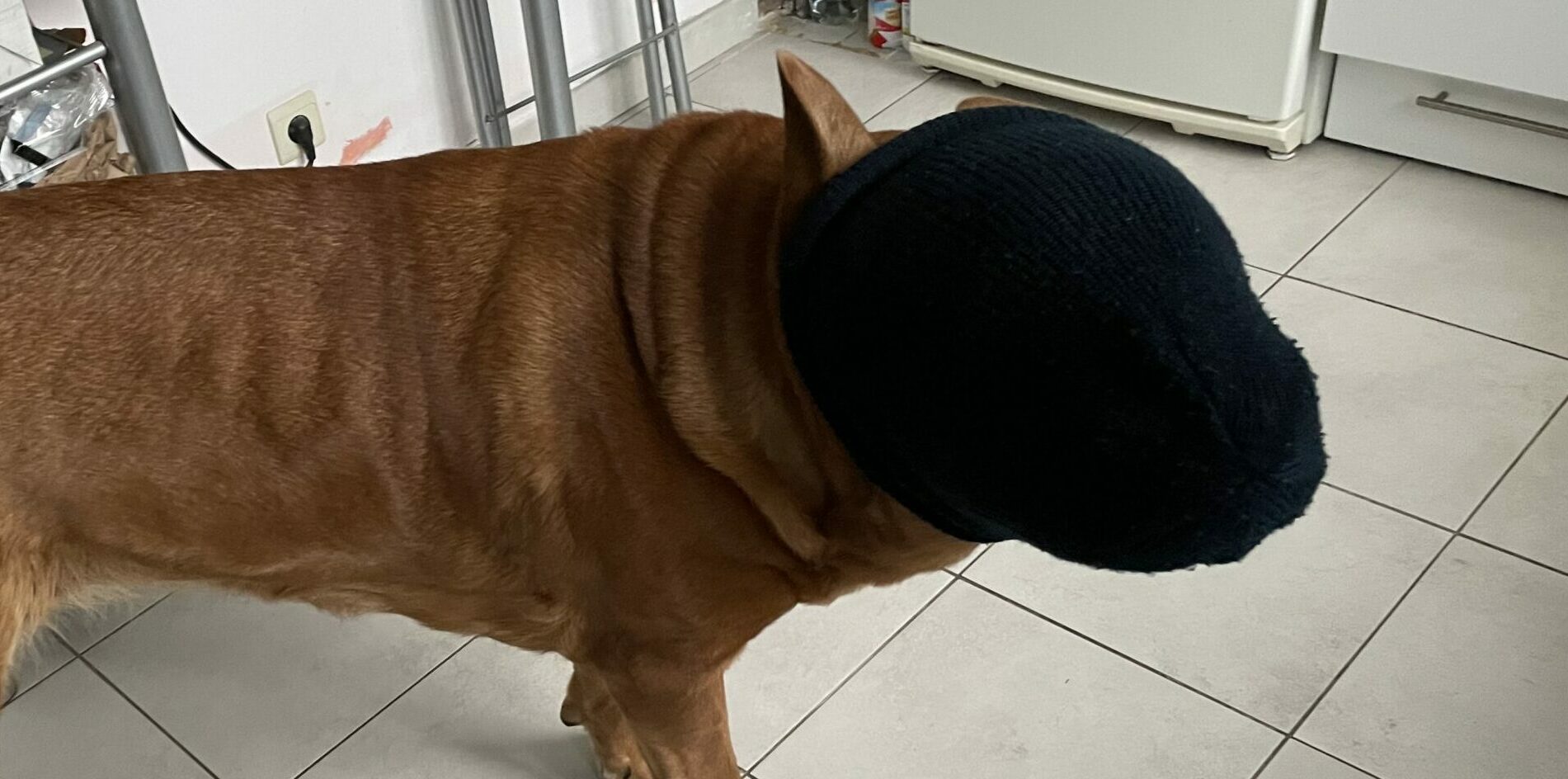 Большая собака у которой морда закрыта вязанной чёрной шапкой