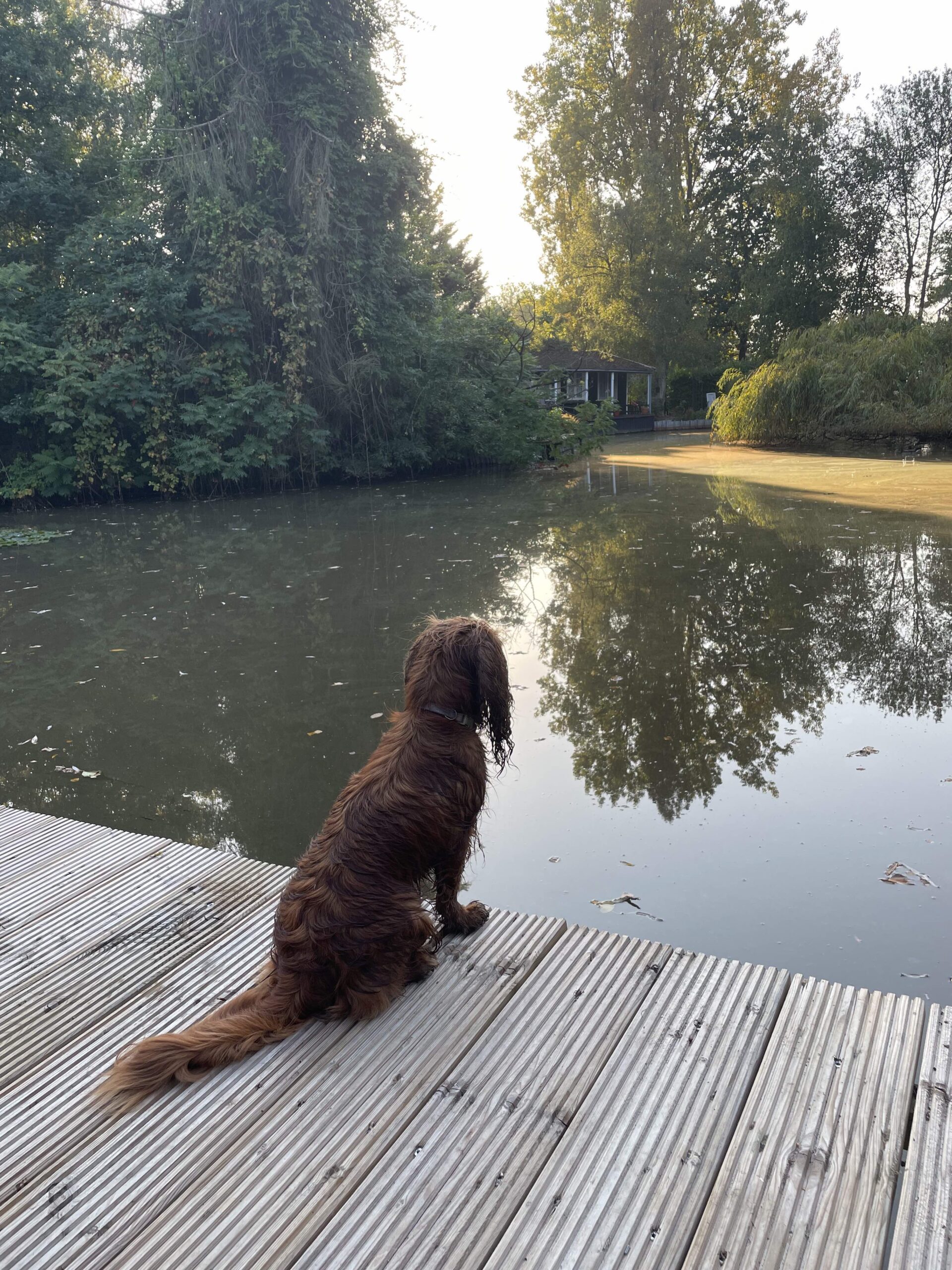 собачка на берегу озера